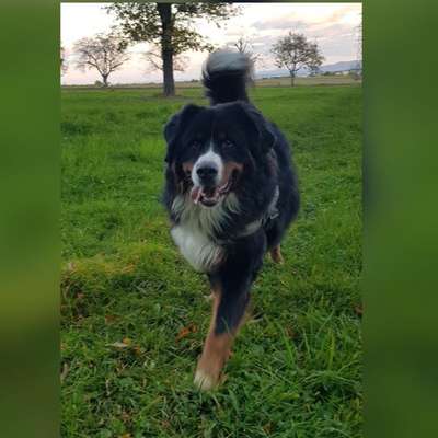 23. Collagen-Challenge: Portraits-Beitrag-Bild