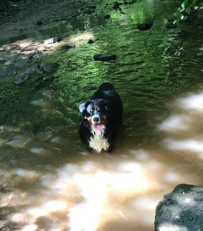 23. Collagen-Challenge: Portraits-Beitrag-Bild