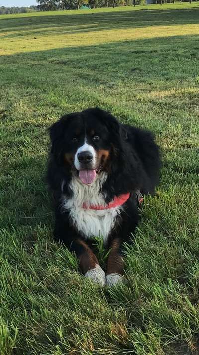 Berner Sennen-Beitrag-Bild