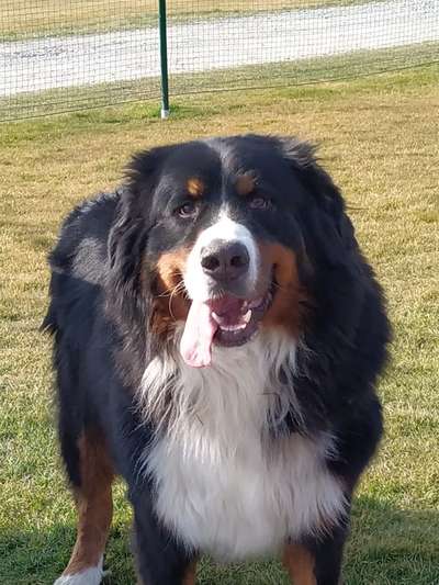 Berner Sennen-Beitrag-Bild