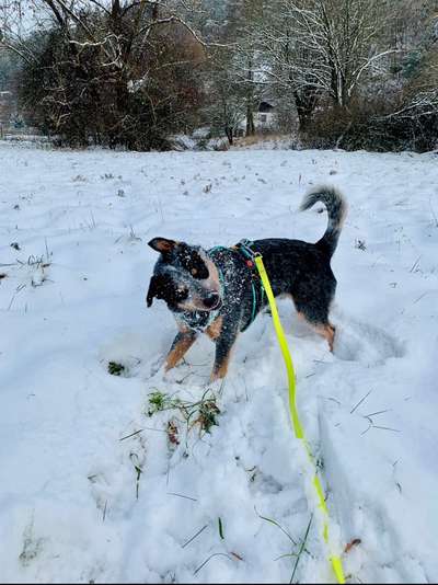 Dogorama Photo Challenge - Winterstimmung-Beitrag-Bild