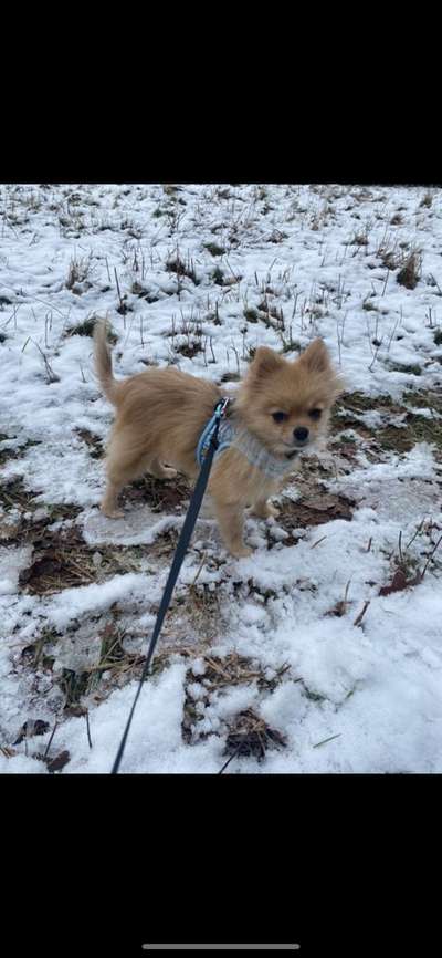 TierschutzhundeStammtisch🐕-Beitrag-Bild