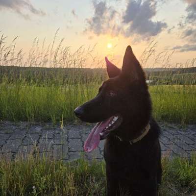 Hundetreffen-Gassi-Buddys gesucht!