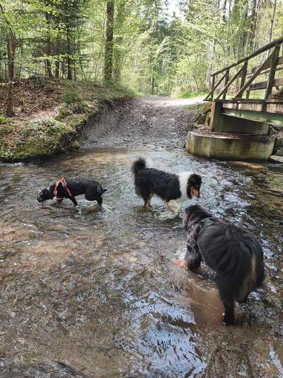 Wie sitzt mein Geschirr?-Beitrag-Bild