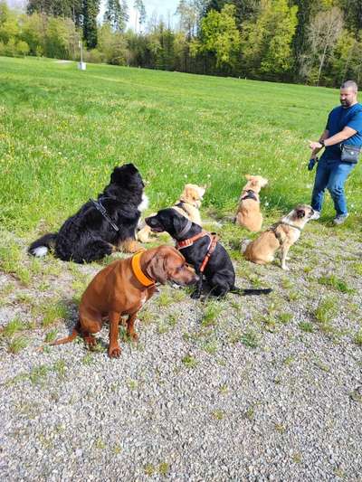 Wie sitzt mein Geschirr?-Beitrag-Bild