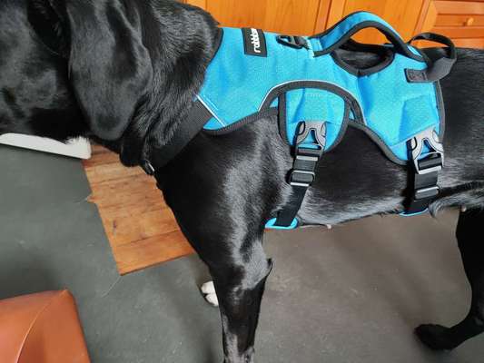 Wie sitzt mein Geschirr?-Beitrag-Bild