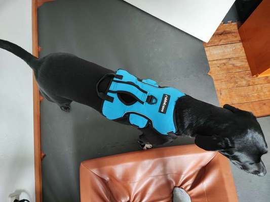 Wie sitzt mein Geschirr?-Beitrag-Bild