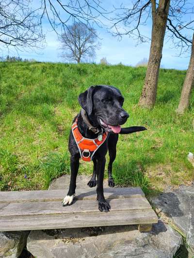 Wie sitzt mein Geschirr?-Beitrag-Bild