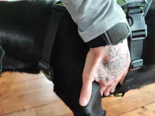 Wie sitzt mein Geschirr?-Beitrag-Bild