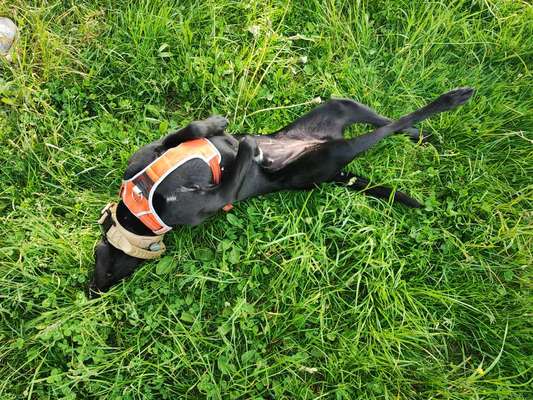 Wie sitzt mein Geschirr?-Beitrag-Bild