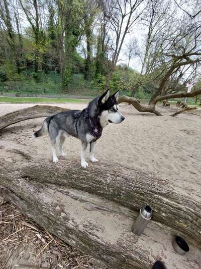 Husky-Beitrag-Bild