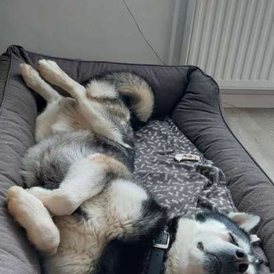 Hundetreffen-Husky  Treffen Barmstedt Brunnenstr-Bild