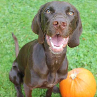 Hundetreffen-Sozialkontakt für Spielen, Gassi gehen und Training  gesucht-Bild