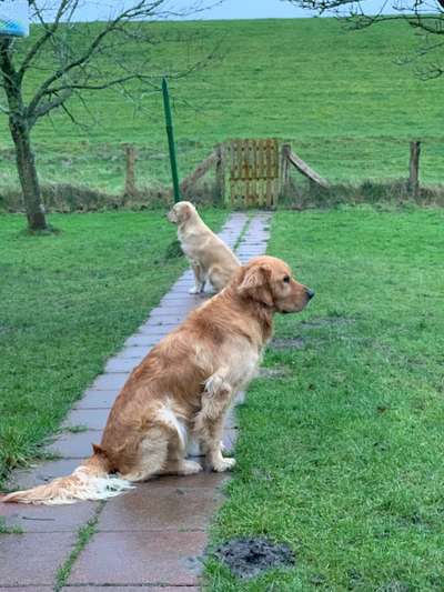 Golden Retriever-Beitrag-Bild