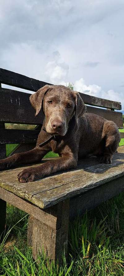 Dogorama Photo Challenge - Bänke-Beitrag-Bild