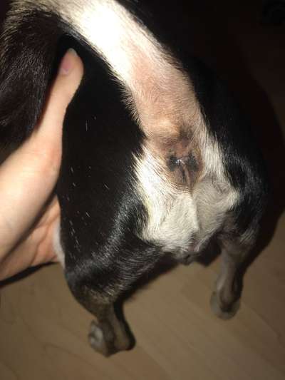 Hämorrhoiden?-Beitrag-Bild