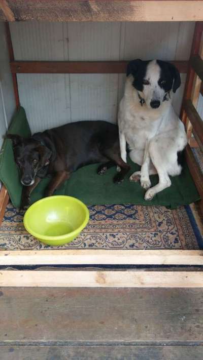 Bester Freund, Hundekumpel - zeigt her!-Beitrag-Bild