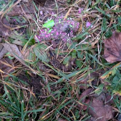 Giftköder-Vermutlich Giftköder (grün/pink)-Bild