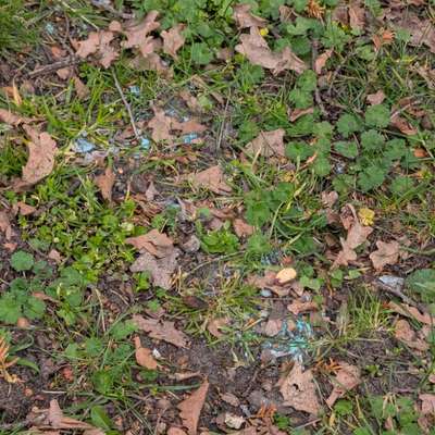 Giftköder-Vermeintlicher Giftköder-Bild