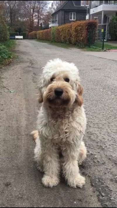 Die Dogorama Kalender Challenge Titelbild-Beitrag-Bild