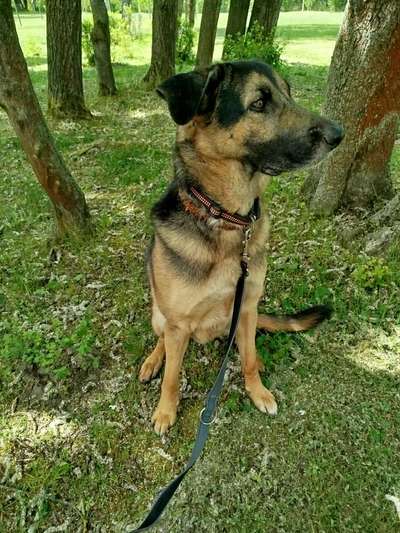 Hundetreffen-Spiel-Treff-Bild