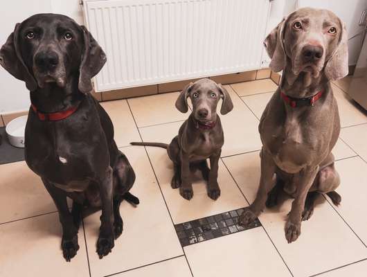 Dogorama Photo Challenge - Die besten Hundebuddys-Beitrag-Bild