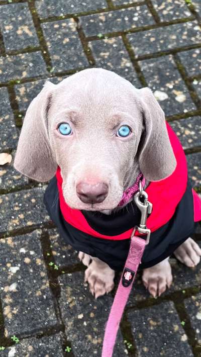 Welpen Bilder !-Beitrag-Bild