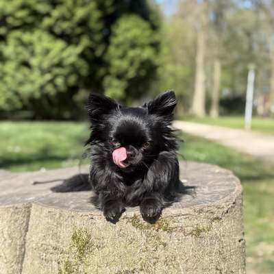 Hundetreffen-Spiele/Gassi/Trainings/Wanderrunde-Bild