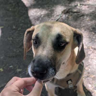 Hundetreffen-Toffee sucht Spiel/Gassipartner-Bild