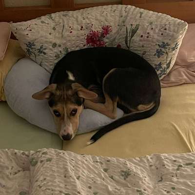 Hundetreffen-Matti sucht Spielfreunde-Bild