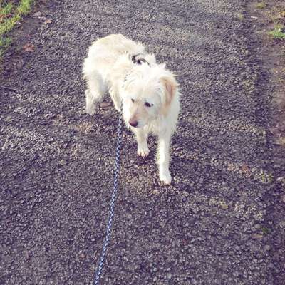 Kann man mehrere Rassen des Mischlings erkennen?-Beitrag-Bild