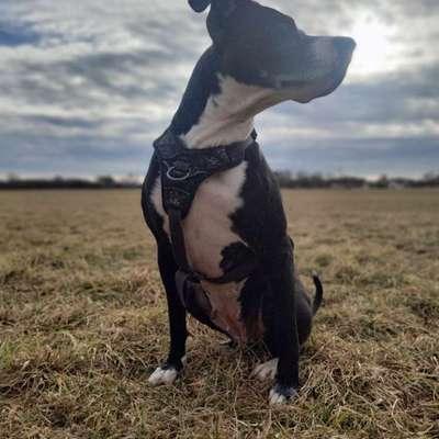 %{de_profession_title}-🐾  Angebote-Bild