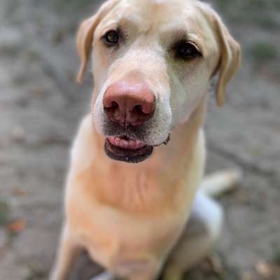 Hundetreffen-Gemeinsame Spaziergänge-Bild