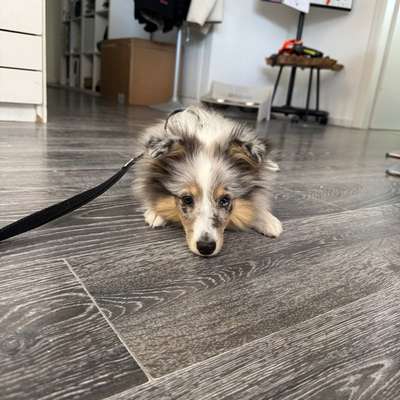 Hundetreffen-Welpe/ Junghund-Bild