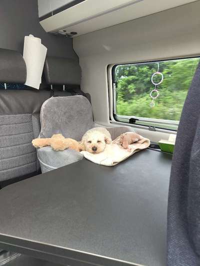 Camping mit Hund/en-Beitrag-Bild