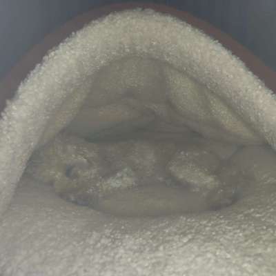 Darf der Hund bei Euch im Bett schlafen?-Beitrag-Bild