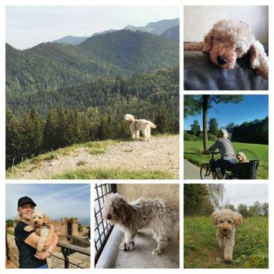 🐕 Diskussion: Hundeerziehung im Wandel – Eure Erfahrungen? 🐾-Beitrag-Bild