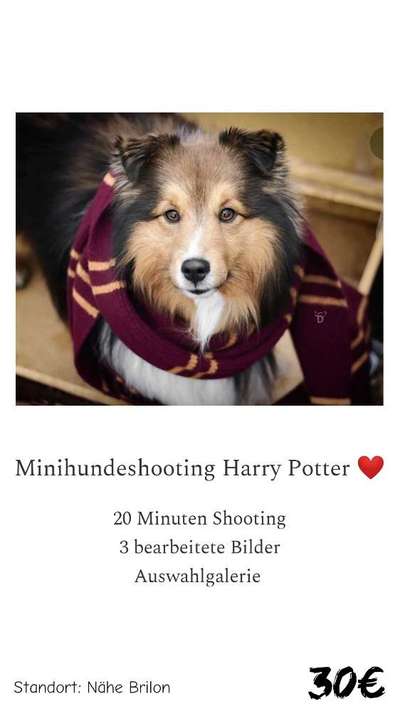 Hundetreffen-Harry Potter Minishooting-Bild