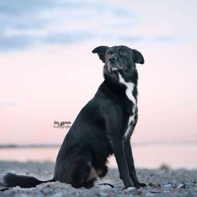 Hundetreffen-Hundefreunde und Trainingspartner gesucht-Bild