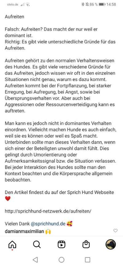 Hündin rammelt kissen-Beitrag-Bild