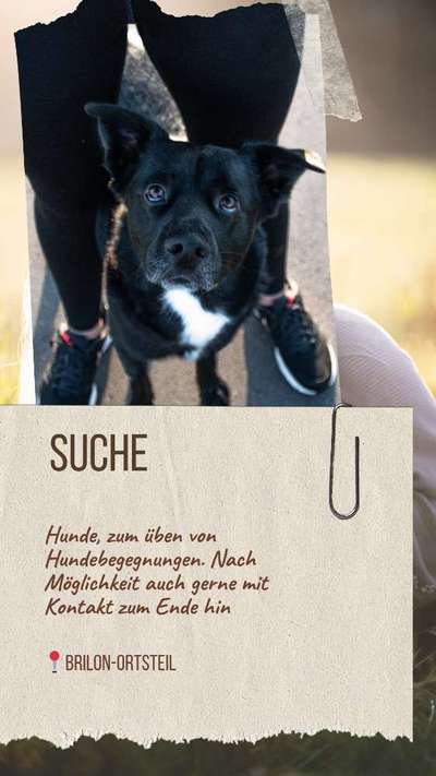Hundetreffen-Hundebegegnungen üben-Bild