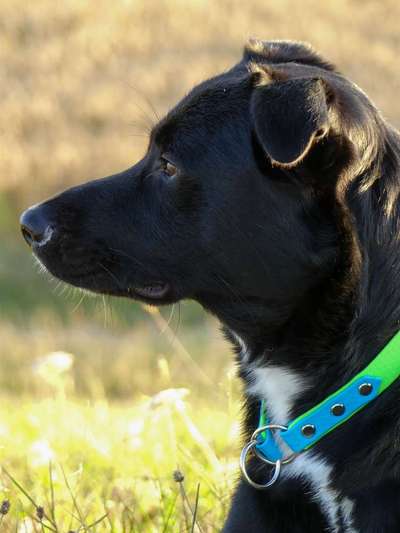 Zeichnungen eurer Hunde-Beitrag-Bild