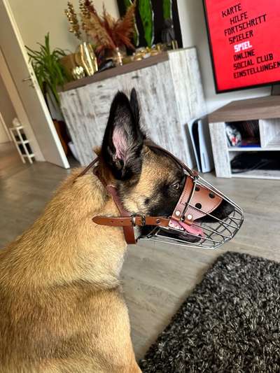 Wie sitzt mein Maulkorb / Maulkorb-Beratung-Beitrag-Bild