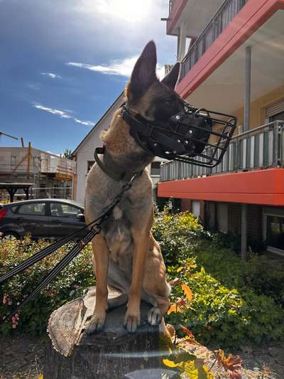 Wie sitzt mein Maulkorb / Maulkorb-Beratung-Beitrag-Bild