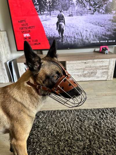 Wie sitzt mein Maulkorb / Maulkorb-Beratung-Beitrag-Bild