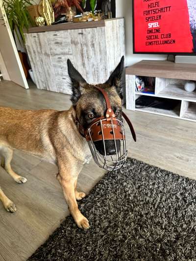 Wie sitzt mein Maulkorb / Maulkorb-Beratung-Beitrag-Bild