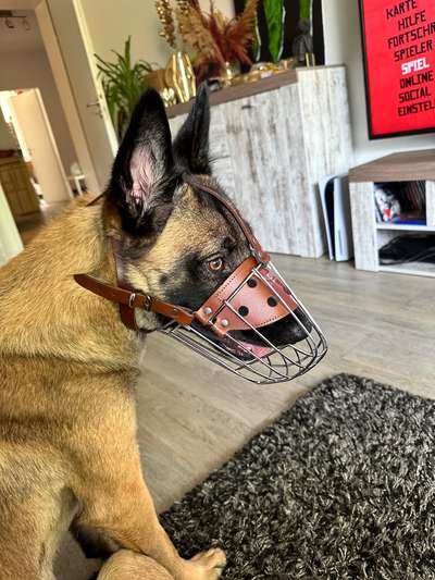 Wie sitzt mein Maulkorb / Maulkorb-Beratung-Beitrag-Bild