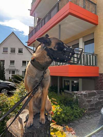 Wie sitzt mein Maulkorb / Maulkorb-Beratung-Beitrag-Bild