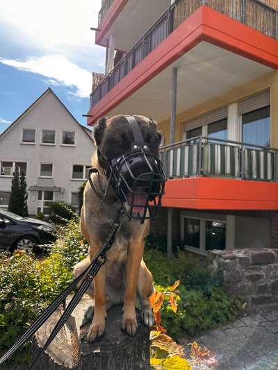 Wie sitzt mein Maulkorb / Maulkorb-Beratung-Beitrag-Bild