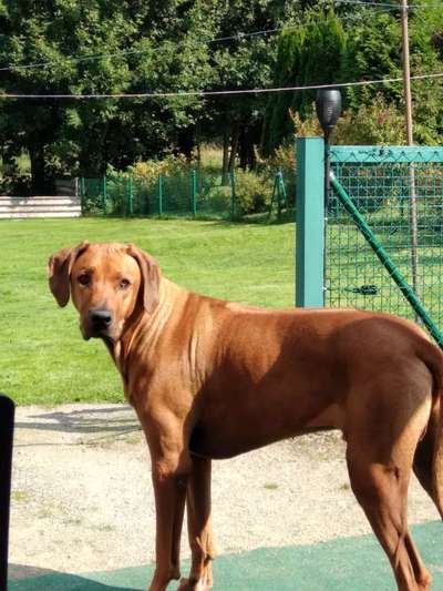 Hundetreffen-Alle Altersgruppen-Bild